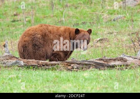 Black Bear (Ursus americanus). Cinnamon colored. Yellowstone National Park, Wyoming. Stock Photo