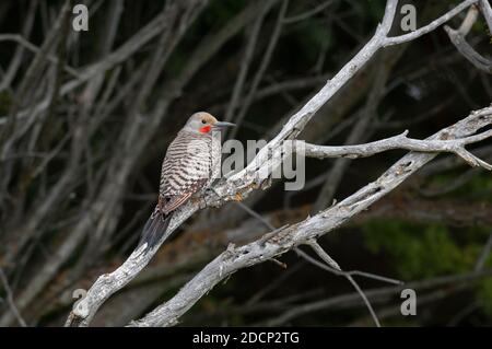 Northern Flicker (Colaptes auratus). Red-shafted Flicker. Grand Teton National Park, Wyoming. Stock Photo