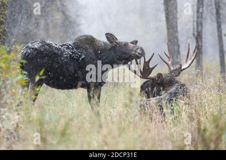 Bull Moose (Alces alces) with cow during mating season. Grand Teton National Park, Wyoming, USA. Stock Photo