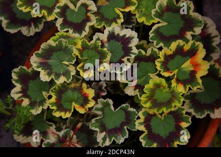 Variegated Pelargonium 'Mrs. Pollock' Stock Photo