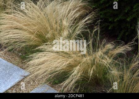 Mexican Feathergrass Lining a Path in Garden Surrey England Stock Photo