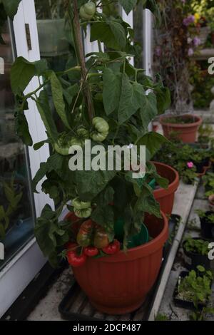 Beef Tomato Plant Growing Surrey England Stock Photo