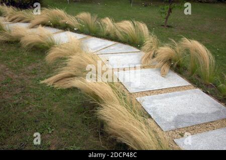 Mexican Feathergrass Lining a Path in Garden Surrey England Stock Photo