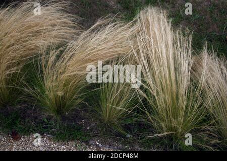 Mexican Feathergrass Lining a Path in Garden Surrey England Stock Photo