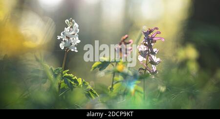 Corydalis flowers blooming in early spring in deciduous forests. The plant is listed in the Red Book. Stock Photo