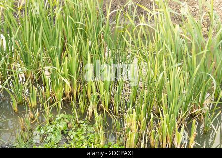 Cattail growing in water - Typha latifolia. Cattail Benefits Stock Photo