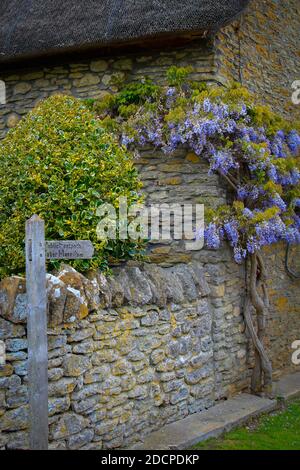 An historically significant thatched roof ham-stone cottage with Coker Moor footpath sign and wisteria in East Coker, Somerset, England Stock Photo