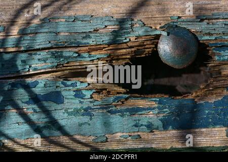 Rusty nail in a hole of a rotten wooden plank with flaking blue color, copy space, selected focus, narrow depth of field Stock Photo