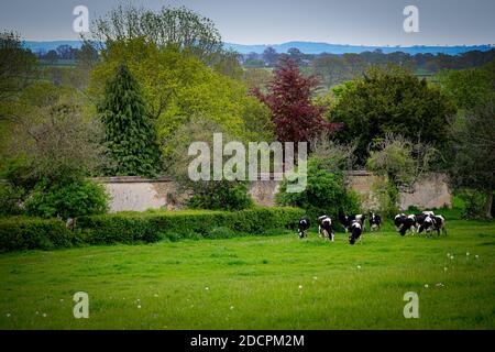 Bucolic view of Holstein cows grazing in a green pasture with an old wall and lush green trees with view of English countryside in County Somerset, UK Stock Photo