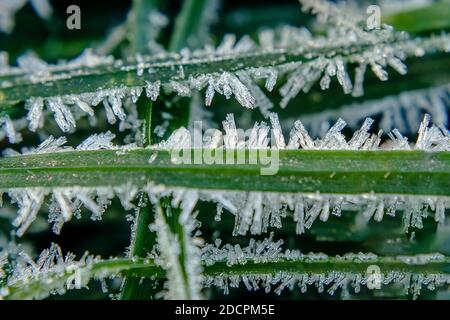 Ice crystals on the grass in the morning Stock Photo