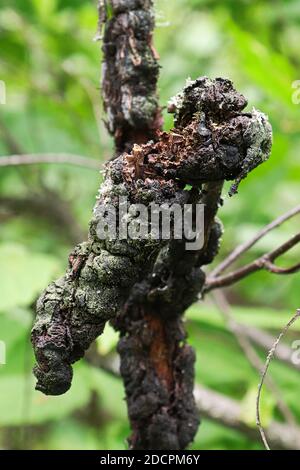 Macro view of black knot on a cherry branch Stock Photo