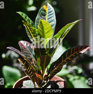 Croton plant, also named fire croton, garden croton, or variegated croton (Croton variegatum, or Codiaeum variegatum) Stock Photo
