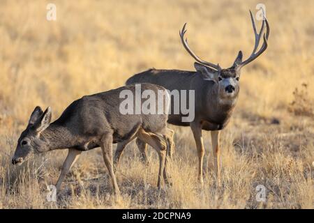 Mule deer buck Odocoileus hemionus with large antlers during the autumn rut Stock Photo