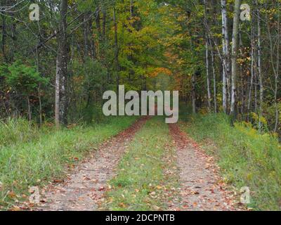 FOREST PATH IN AUTUMN NORTHERN MICHIGAN Stock Photo