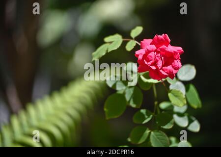 Red Rose in a house garden Stock Photo