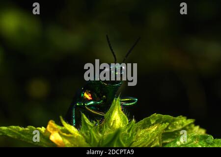 Close up view of jewel beetle Chrysochroa fulminans