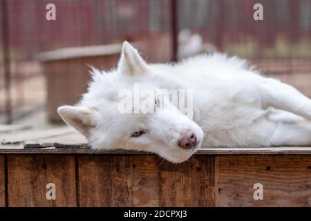 A white Siberian husky lies on a wooden house. The dog is lying, bored Stock Photo