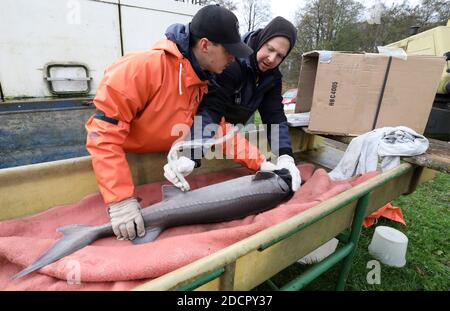 Boek, Germany. 19th Nov, 2020. When fishing the caviar sturgeons in the  pond management Boek of the Fischerei Müritz-Plau GmbH, each adult animal  is examined with ultrasound, whether it is ripe and