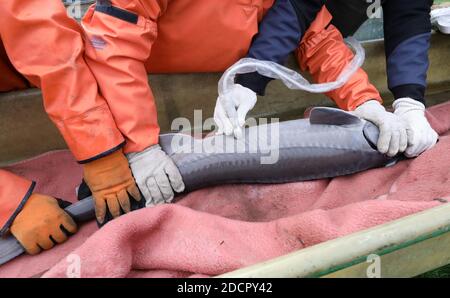 Boek, Germany. 19th Nov, 2020. When fishing the caviar sturgeons in the  pond management Boek of the Fischerei Müritz-Plau GmbH, each adult animal  is examined with ultrasound, whether it is ripe and can be sent to the  customers, the other sturgeons