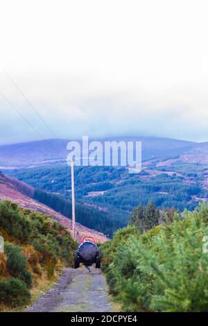 Country road with farmer on his tractor in Co.Wicklow, Ireland Stock Photo