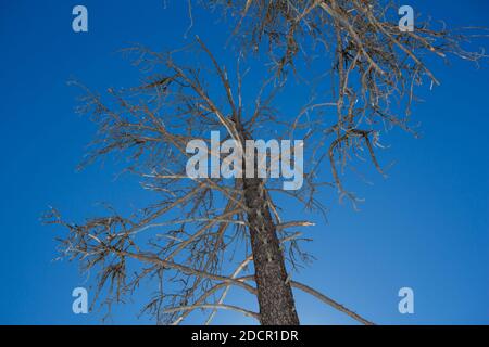 Tree without leaves against blue sky Stock Photo