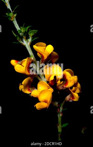 Spring breakfast is Bacon And Eggs - otherwise known as Aotus Ericoides - an early Spring flowering shrub in Victoria, Australia. Stock Photo