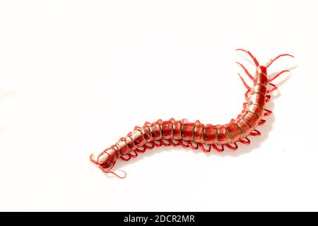 red centipede isolated white background. Stock Photo