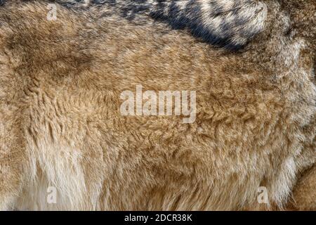 Close up real wolf skin texture. Closeup animal fur background Stock Photo