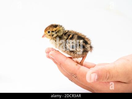 Quail hatched from eggs, standing on the hands. Stock Photo