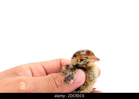 Quail hatched from eggs, standing on the hands. Stock Photo