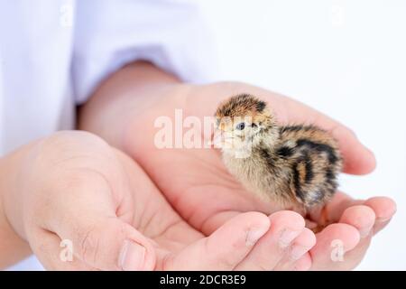 Quail hatched from eggs, standing on the hands. Stock Photo