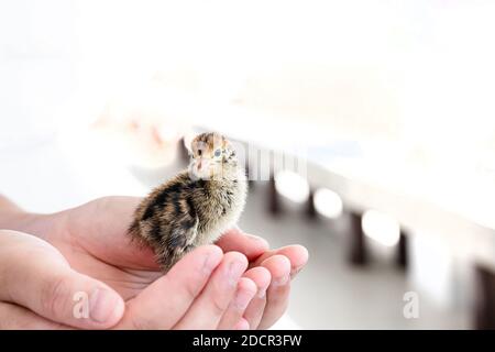 Quail hatched from eggs, standing on the hands. Stock Photo