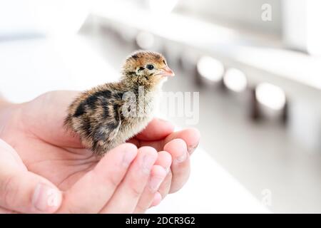 Quail hatched from eggs, standing on the hands. Stock Photo