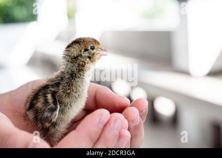Quail hatched from eggs, standing on the hands. Stock Photo