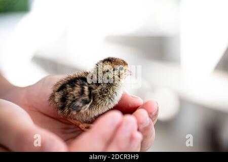 Quail hatched from eggs, standing on the hands. Stock Photo