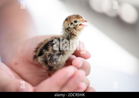 Quail hatched from eggs, standing on the hands. Stock Photo