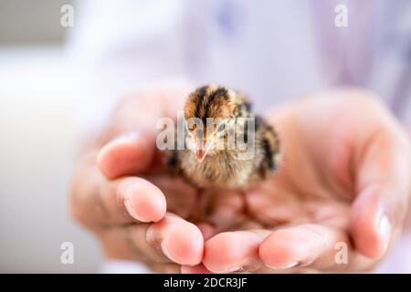 Quail hatched from eggs, standing on the hands. Stock Photo