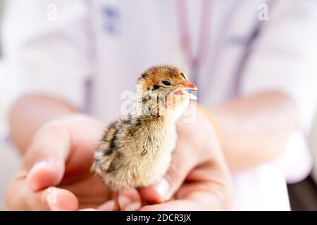 Quail hatched from eggs, standing on the hands. Stock Photo