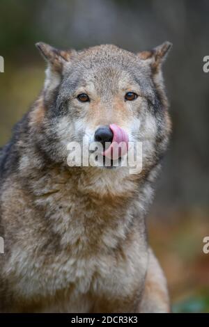 Close up portrait wolf in autumn forest background. Animal in the nature habitat
