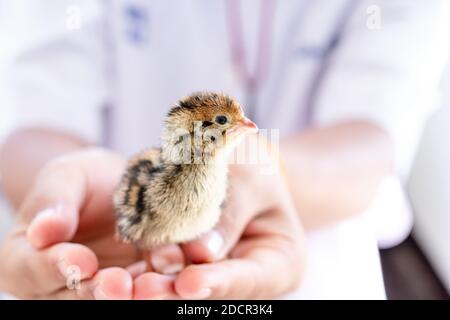 Quail hatched from eggs, standing on the hands. Stock Photo