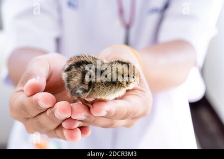Quail hatched from eggs, standing on the hands. Stock Photo