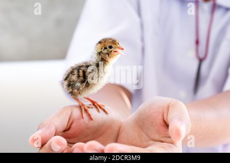 Quail hatched from eggs, standing on the hands. Stock Photo