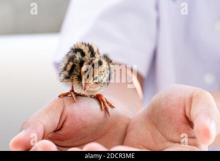 Quail hatched from eggs, standing on the hands. Stock Photo
