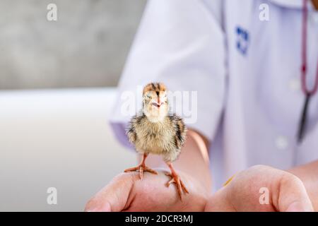 Quail hatched from eggs, standing on the hands. Stock Photo