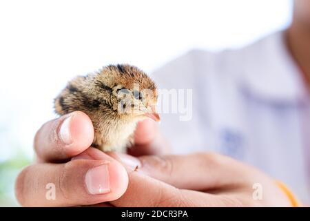 Quail hatched from eggs, standing on the hands. Stock Photo