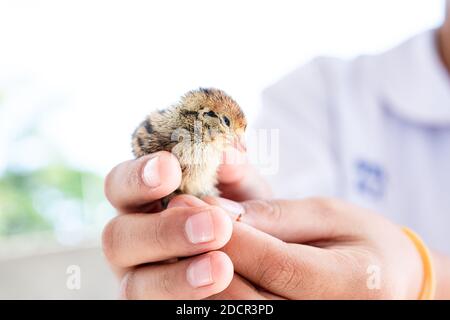 Quail hatched from eggs, standing on the hands. Stock Photo