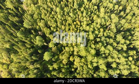 Aerial view from drone of green grove with conifers trees. Amazing top view of dense forest landscape.