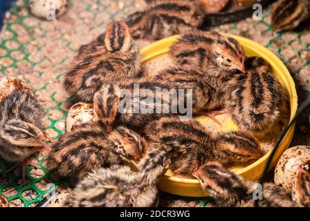 The baby quail in the nest is out of the egg. Stock Photo