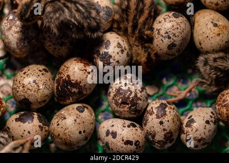 The baby quail in the nest is out of the egg. Stock Photo