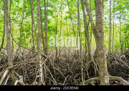 Avicennia alba at mangrove forest  in Thailand Stock Photo